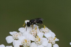 Hylaeus