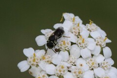Hylaeus