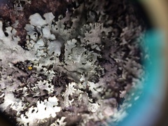 Xanthoparmelia stenophylla