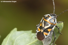 Eurydema
