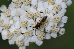 Halictidae