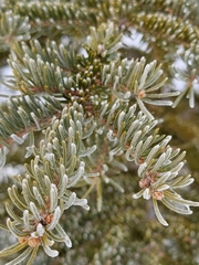 Picea glauca