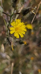 Hieracium scouleri