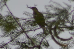 Colaptes