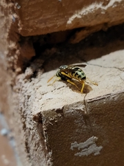 Polistes dominula