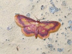 Idaea muricata
