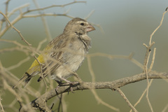 Crithagra albogularis