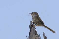 Phragmacia substriata confinis