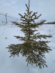 Picea glauca
