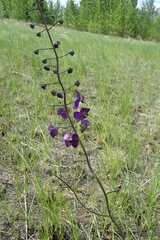 Verbascum phoeniceum