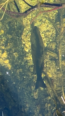 Micropterus floridanus