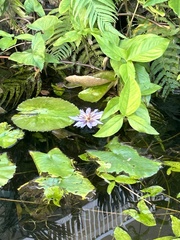 Nymphaea nouchali