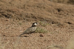 Eremopterix verticalis damarensis