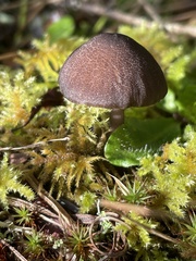 Entoloma serrulatum