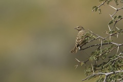 Emberiza impetuani