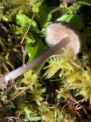 Entoloma serrulatum