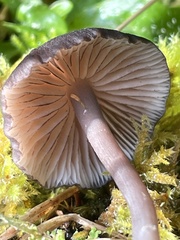 Entoloma serrulatum