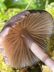 Entoloma serrulatum