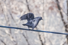 Columba livia domestica
