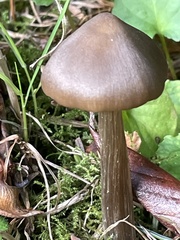 Entoloma holoconiotum