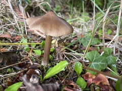 Entoloma holoconiotum