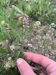 Lepidium nitidum