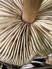 Entoloma holoconiotum