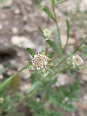 Lepidium nitidum