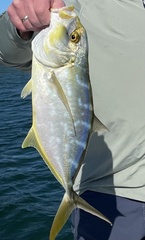 Caranx bartholomaei