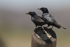 Onychognathus nabouroup