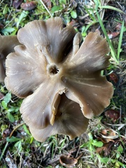 Entoloma holoconiotum