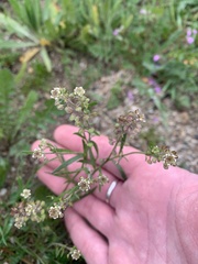 Lepidium nitidum