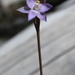 Thelymitra aff pauciflora - Photo (c) tangatawhenua, some rights reserved (CC BY-NC), uploaded by tangatawhenua
