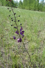 Verbascum phoeniceum