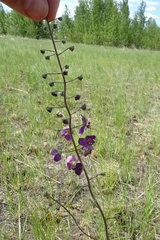 Verbascum phoeniceum