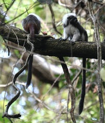 Saguinus oedipus
