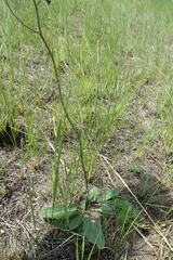 Verbascum phoeniceum
