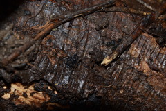 Carychium
