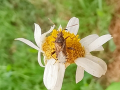 Stictopleurus punctatonervosus