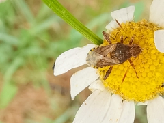 Stictopleurus punctatonervosus