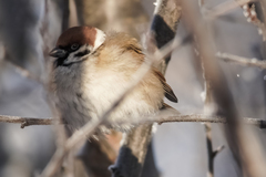 Passer montanus