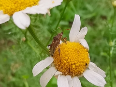 Stictopleurus punctatonervosus