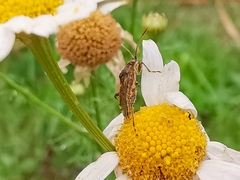 Stictopleurus punctatonervosus