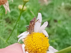 Stictopleurus punctatonervosus