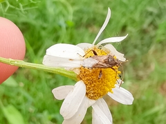 Stictopleurus punctatonervosus
