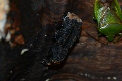 Platyrhinus resinosus