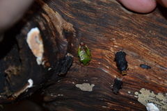Platyrhinus resinosus