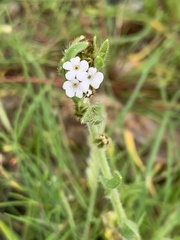 Plagiobothrys nothofulvus