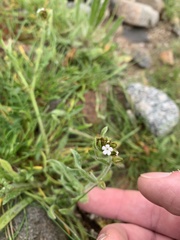 Plagiobothrys nothofulvus