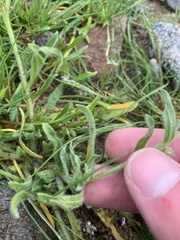 Plagiobothrys nothofulvus